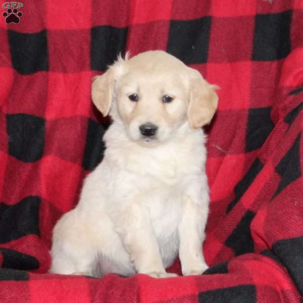 Jill, Mini Goldendoodle Puppy